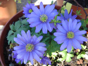 Anemone blanda 'bleue'